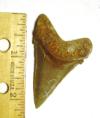 Angustidens Shark Tooth